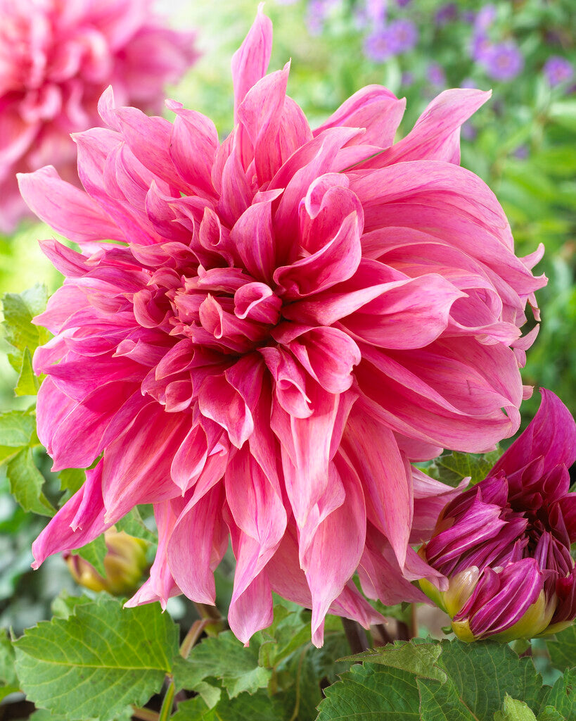 Dahlia Dekorativ Maki 1-pack